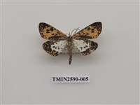 藏品(尺蛾103)的圖片